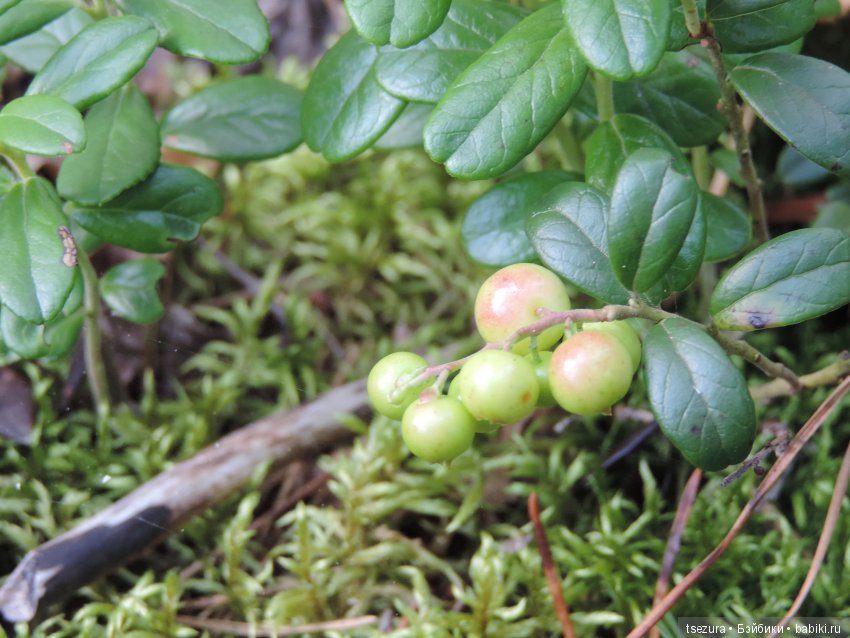 Синевласка открывает мир — Разные шарнирные куклы (не БЖД): редкие (фото 5)