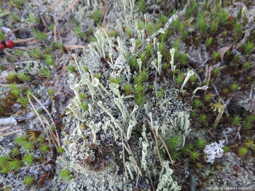 Синевласка открывает мир — Разные шарнирные куклы (не БЖД): редкие (фото 8)