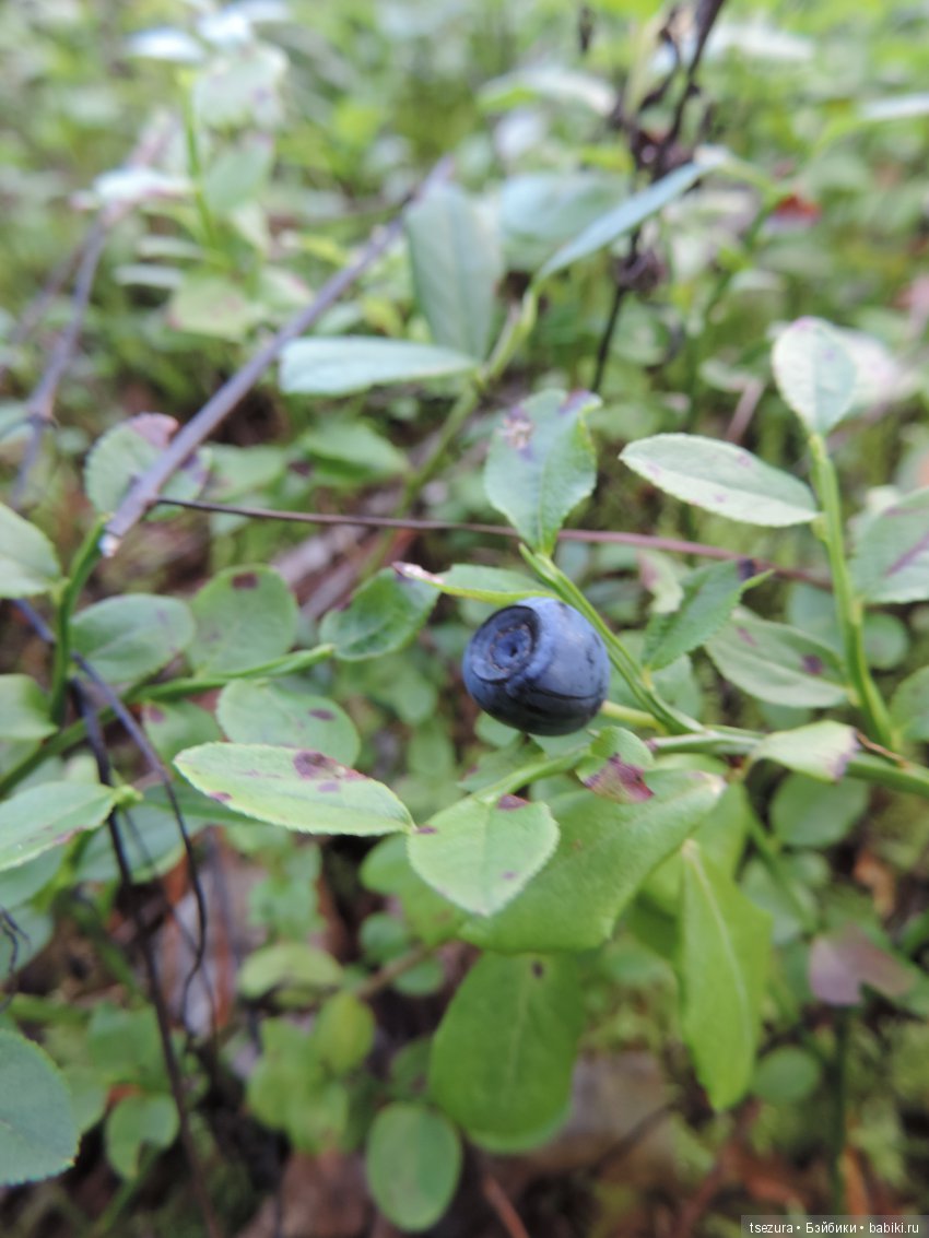 Синевласка открывает мир — Разные шарнирные куклы (не БЖД): редкие