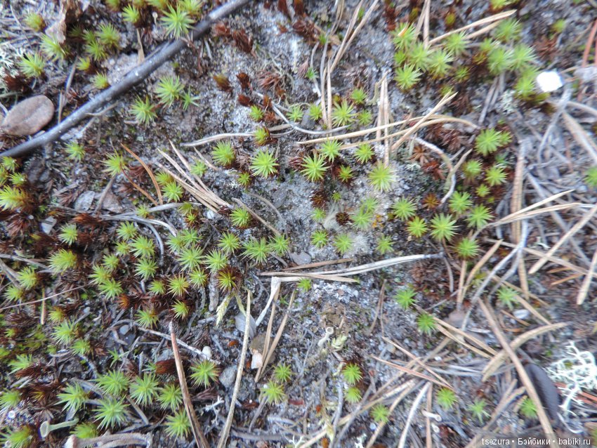 Синевласка открывает мир — Разные шарнирные куклы (не БЖД): редкие (фото 6)