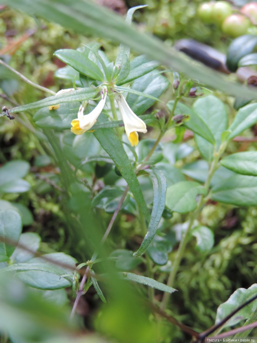 Синевласка открывает мир — Разные шарнирные куклы (не БЖД): редкие