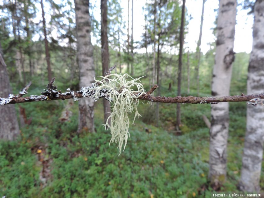 Синевласка открывает мир — Разные шарнирные куклы (не БЖД): редкие (фото 10)