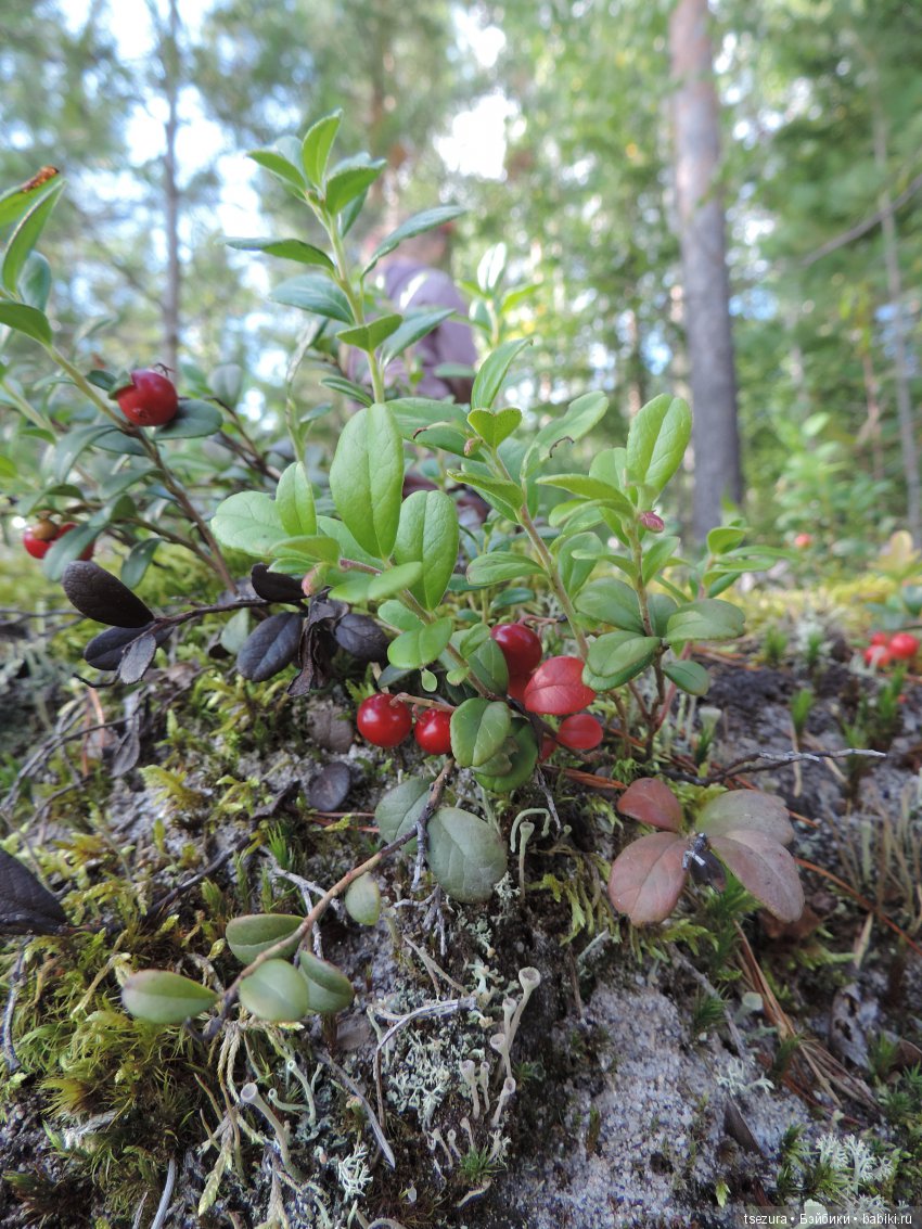 Синевласка открывает мир — Разные шарнирные куклы (не БЖД): редкие (фото 4)