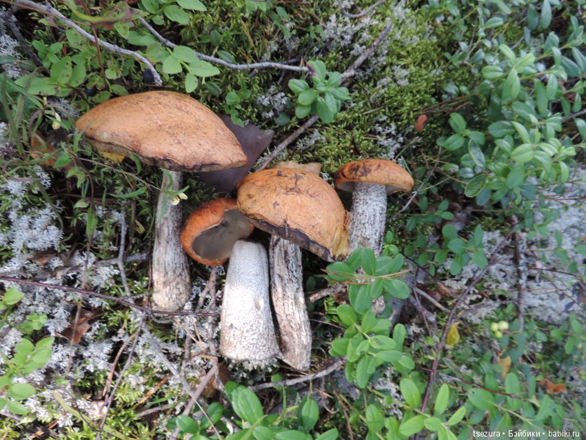 Синевласка открывает мир — Разные шарнирные куклы (не БЖД): редкие