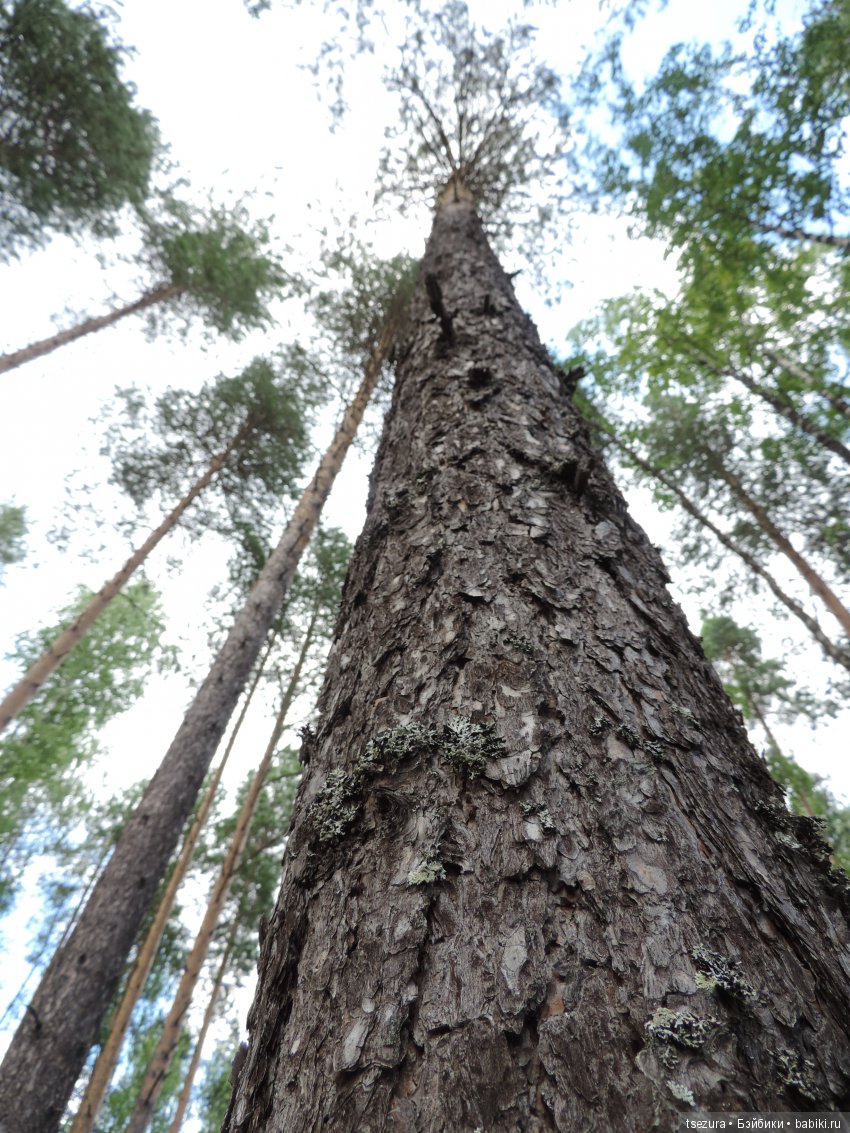 Синевласка открывает мир — Разные шарнирные куклы (не БЖД): редкие (фото 3)