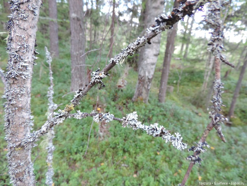 Синевласка открывает мир — Разные шарнирные куклы (не БЖД): редкие (фото 9)