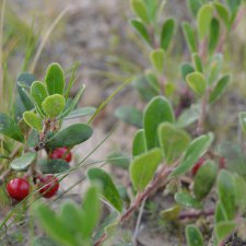 Макромир северного бора