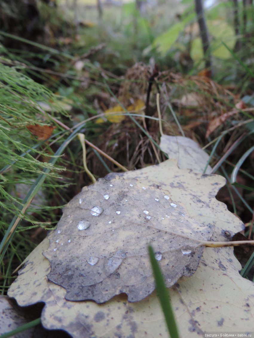 Никогда не говори никогда