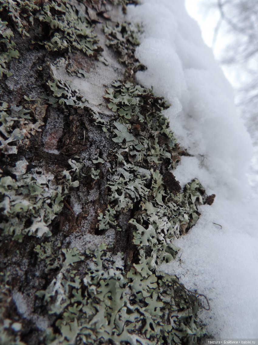 Яблоки на снегу — Куклы F&B Doll Studio: российские BJD (БЖД) (фото 6)