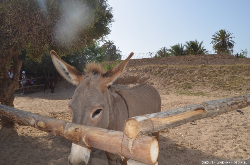 Не ходите, дети, в Африку гулять