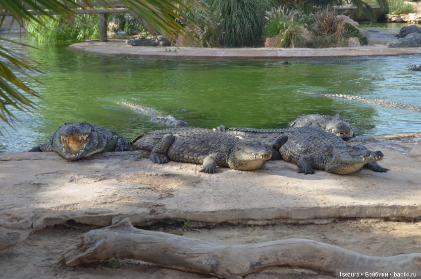 Не ходите, дети, в Африку гулять