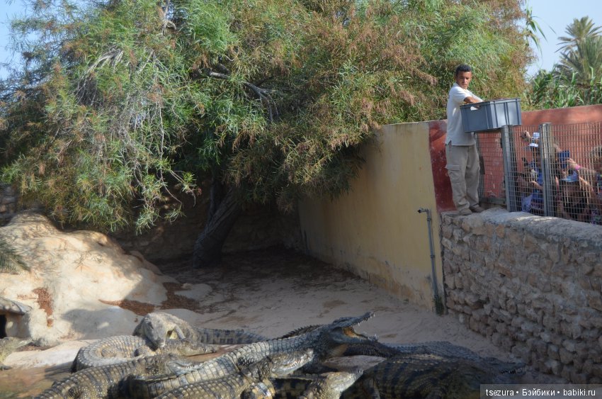 Не ходите, дети, в Африку гулять