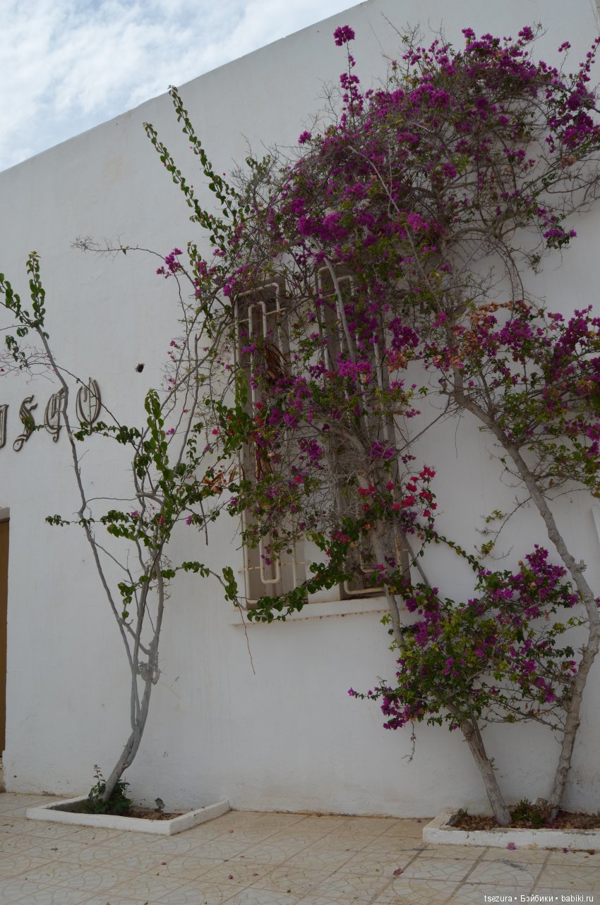 Не ходите, дети, в Африку гулять