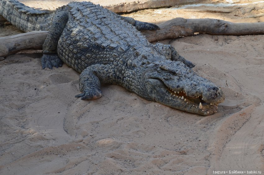 Не ходите, дети, в Африку гулять