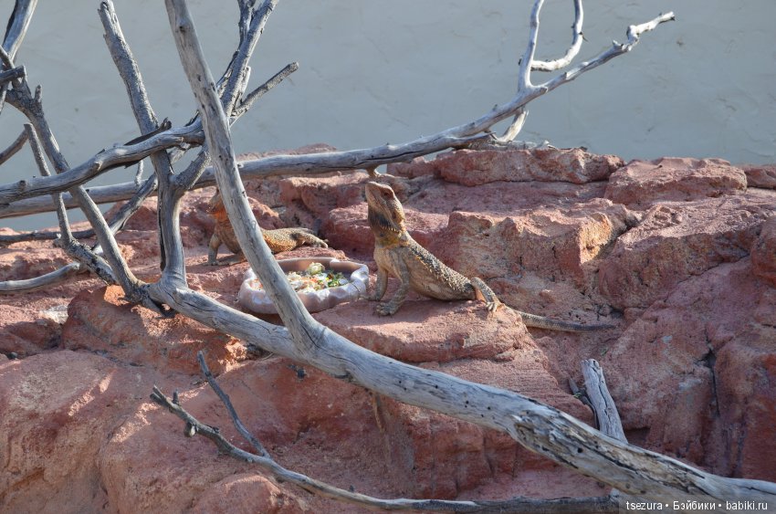 Не ходите, дети, в Африку гулять