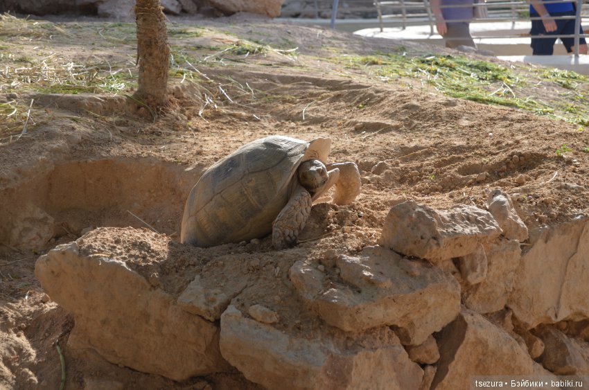 Не ходите, дети, в Африку гулять