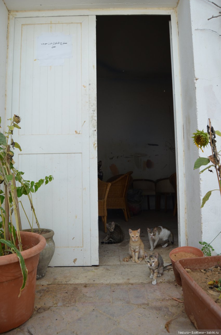 Не ходите, дети, в Африку гулять