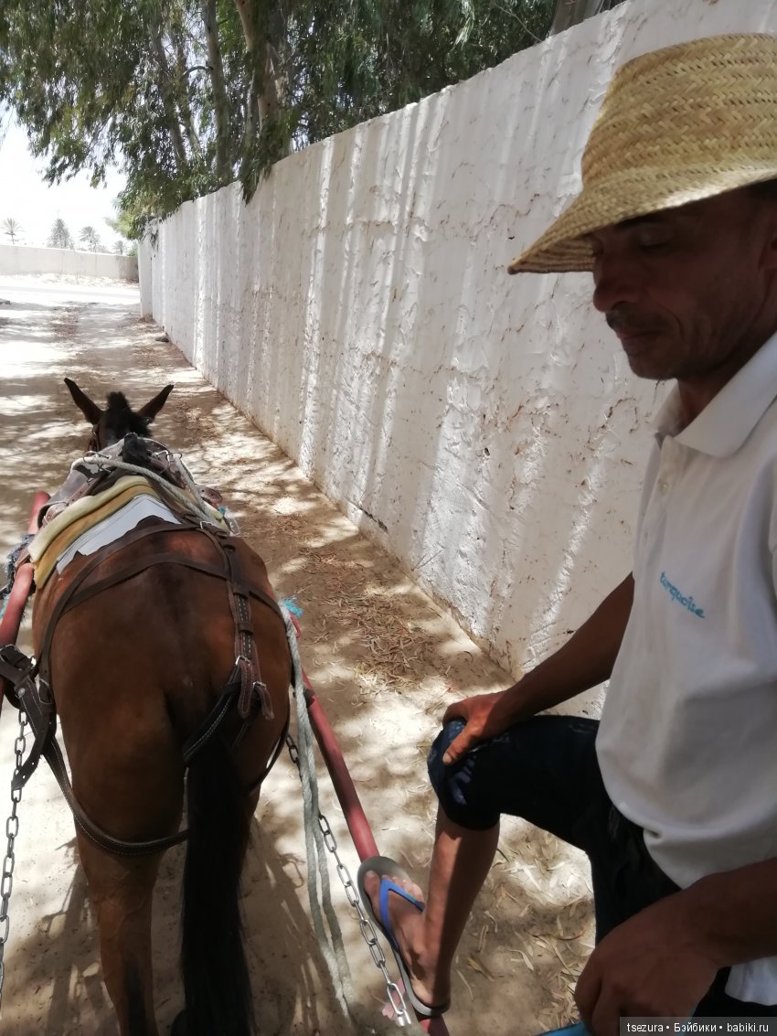 Не ходите, дети, в Африку гулять (фото 5)