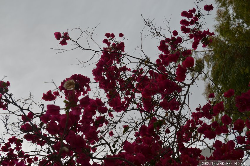 Не ходите, дети, в Африку гулять