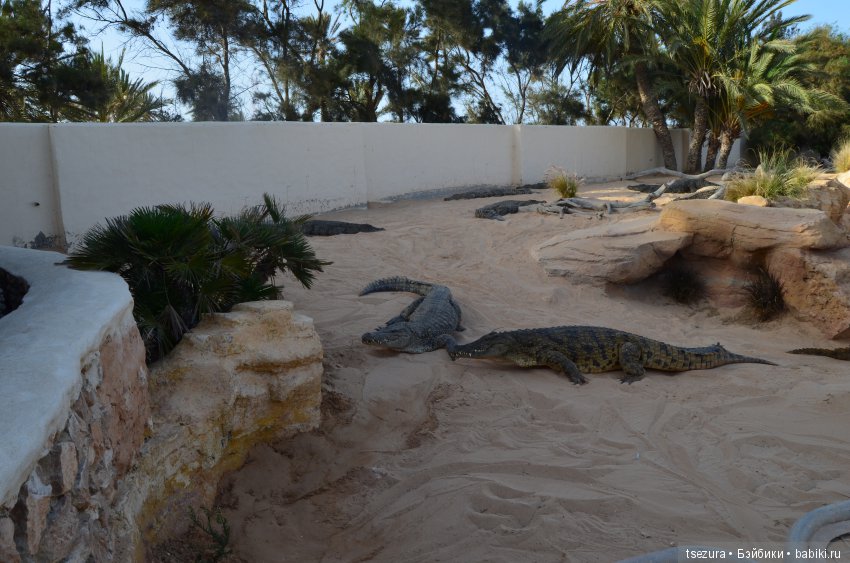Не ходите, дети, в Африку гулять