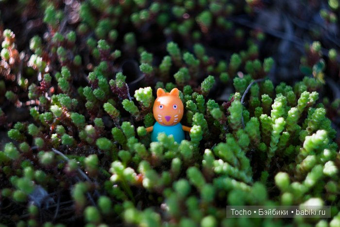 эльф обитсу