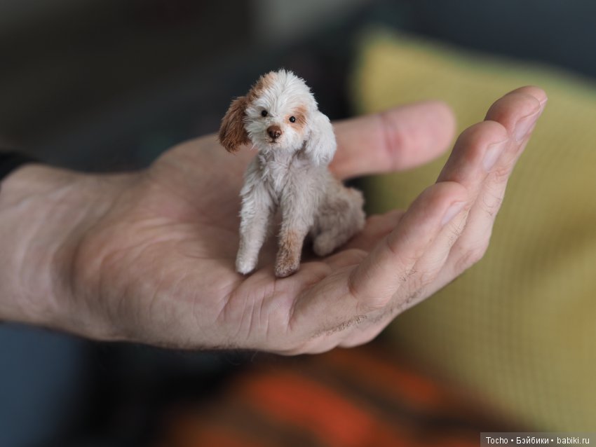 Джоня. Миниатюрный подвижный дружочек (фото 8)