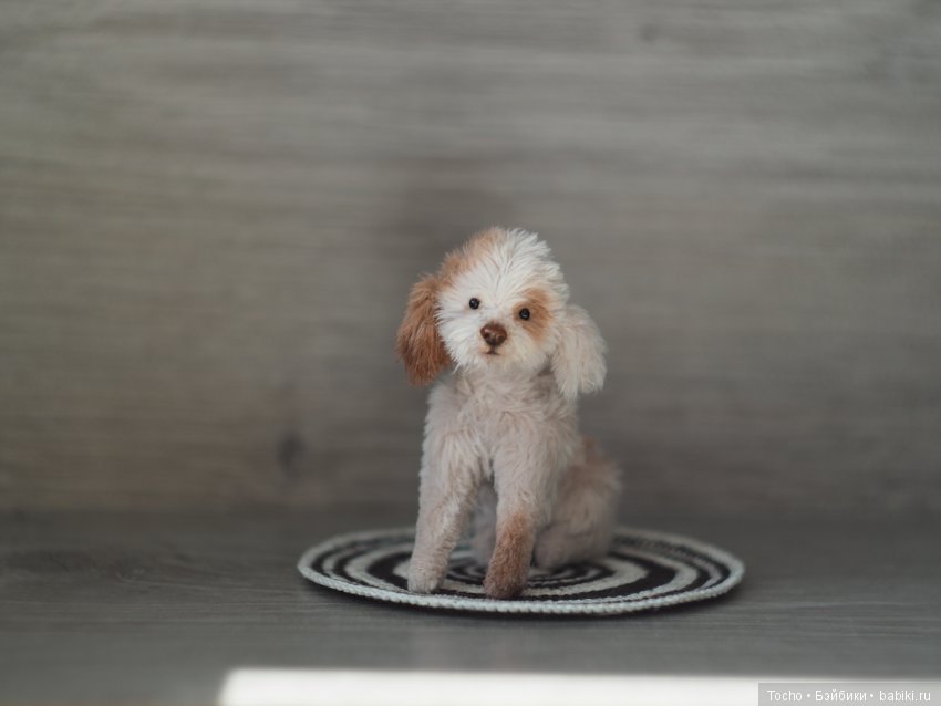 авторская игрушка собака