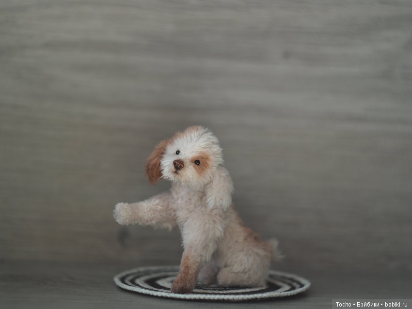 Джоня. Миниатюрный подвижный дружочек