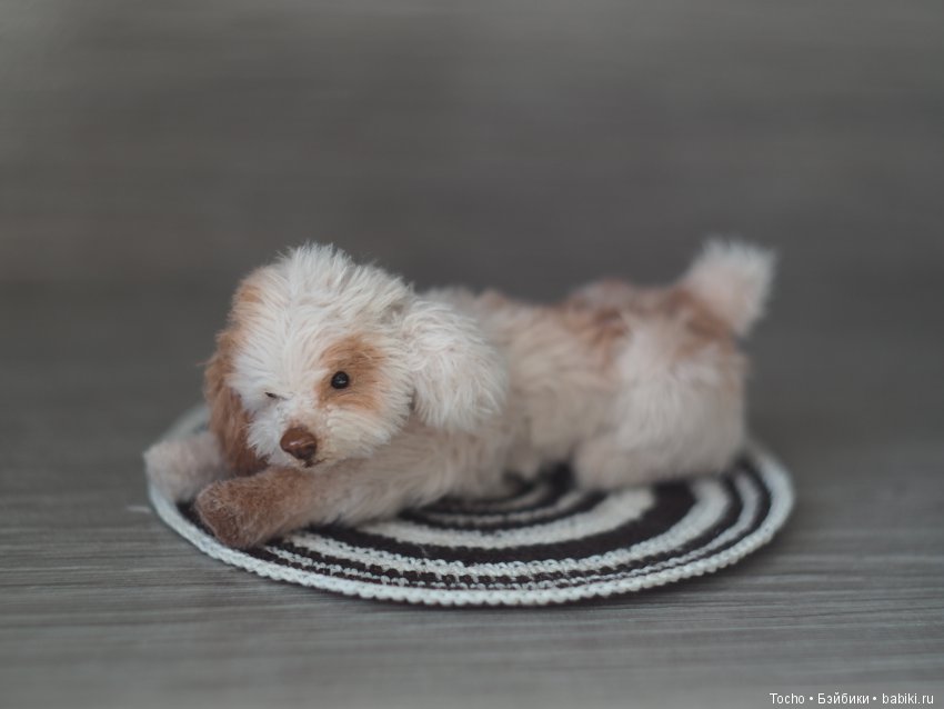 Джоня. Миниатюрный подвижный дружочек (фото 3)