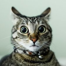 Новогодний переполох: потерялся покупатель