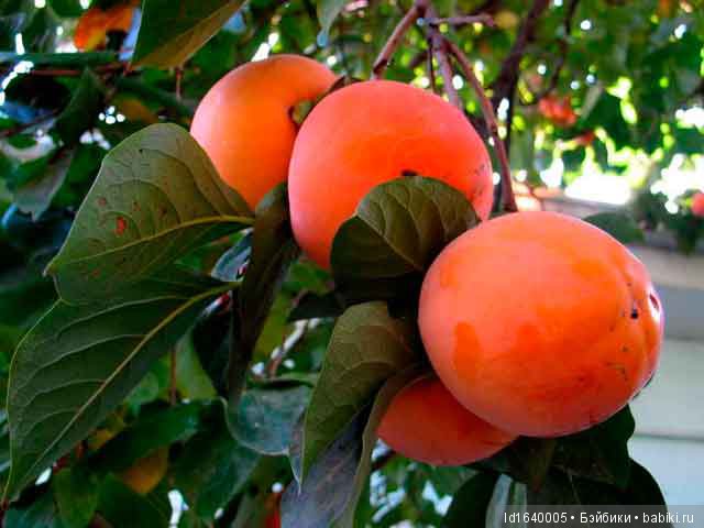 Белое солнце пустыни. Ч.4. Тайна АФАРСЕМОНА, не дававшая покоя Клеопатре. (дополнение к ч.3) (фото 9)