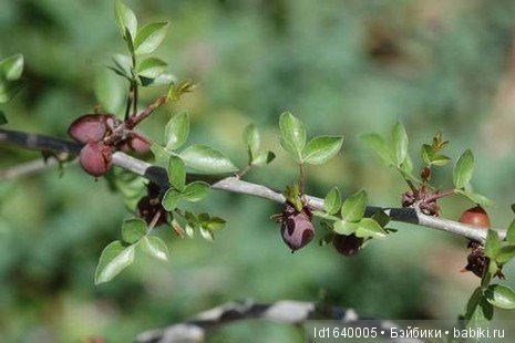 Белое солнце пустыни. Ч.4. Тайна АФАРСЕМОНА, не дававшая покоя Клеопатре. (дополнение к ч.3)