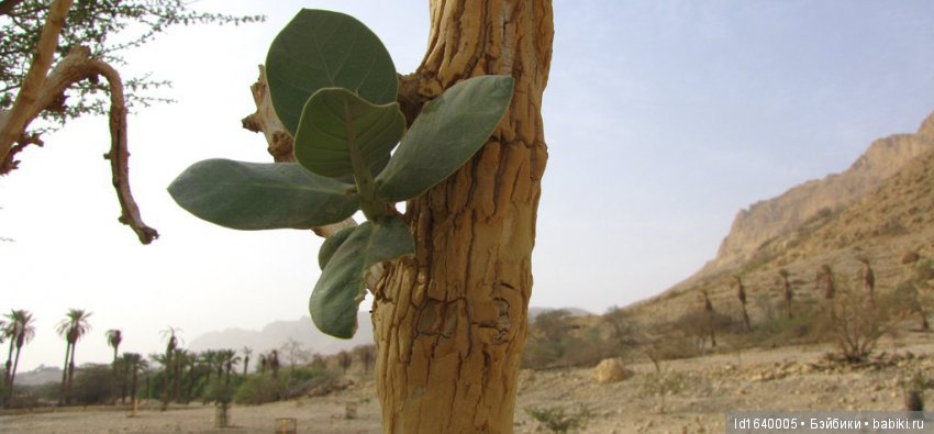 Белое солнце пустыни ч. 6. История и археология Эйн- Геди. Содом и Гомора