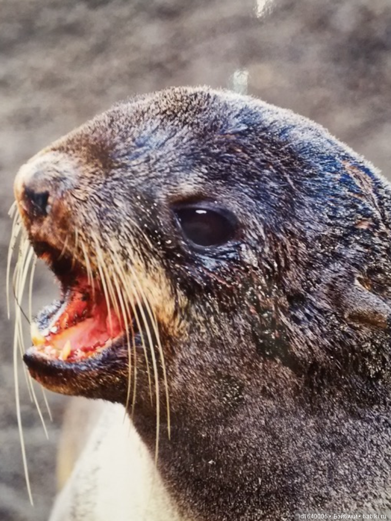 Фестиваль "Первозданная Россия" + Куклы, которые не были на Тишинке