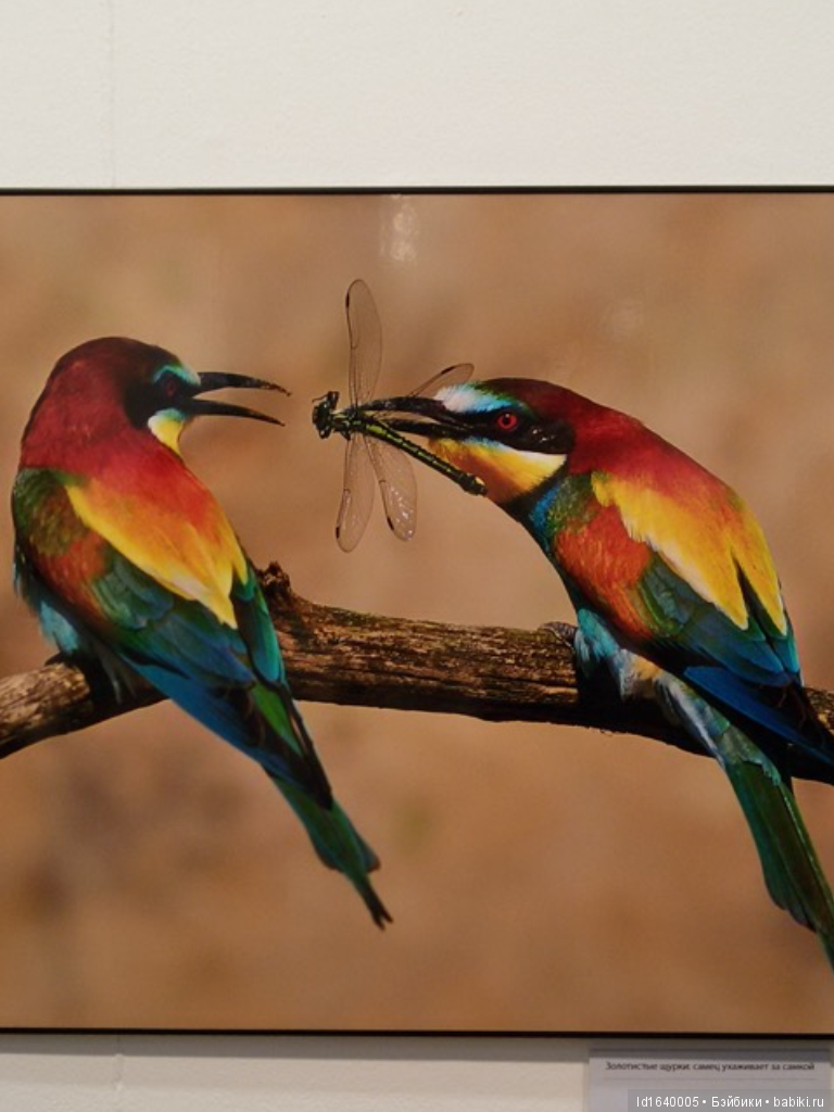 Фестиваль "Первозданная Россия" + Куклы, которые не были на Тишинке (фото 4)