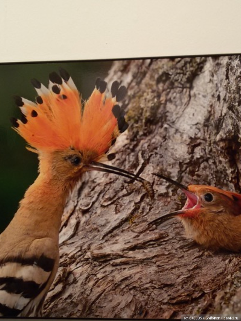 Фестиваль "Первозданная Россия" + Куклы, которые не были на Тишинке (фото 9)