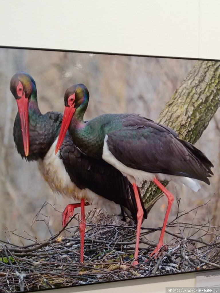 Фестиваль "Первозданная Россия" + Куклы, которые не были на Тишинке (фото 3)