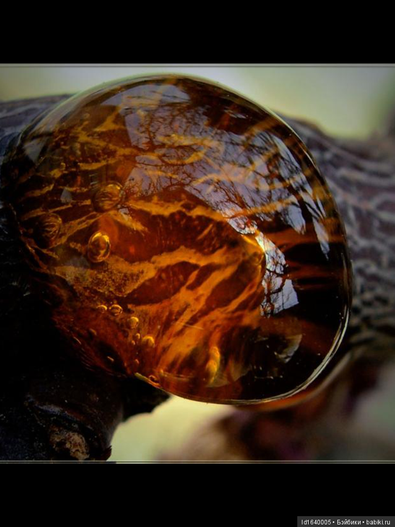 Милая сердцу Божедомка. Ч.5. Выставка "Парк янтарного периода". "Слезы Гелиад". "Янтарь и куклы" (фото 3)