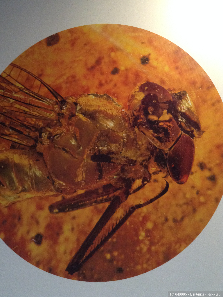 Милая сердцу Божедомка. Ч.5. Выставка "Парк янтарного периода". "Слезы Гелиад". "Янтарь и куклы"