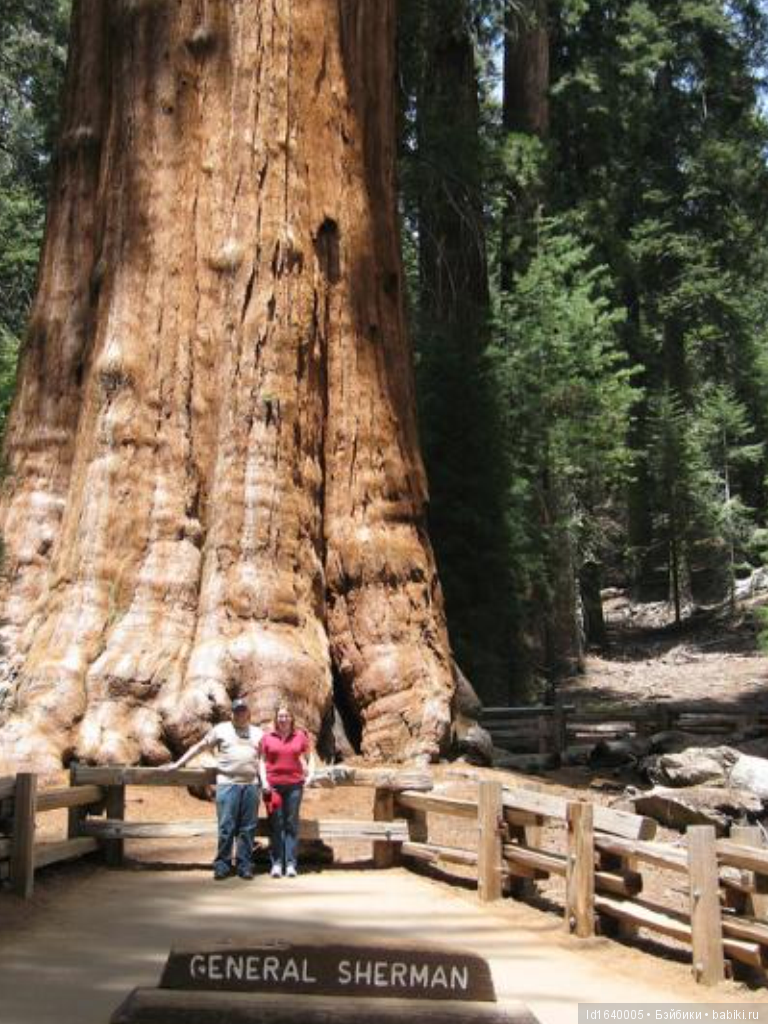 Милая сердцу Божедомка. Ч.5. Выставка "Парк янтарного периода". "Слезы Гелиад". "Янтарь и куклы"