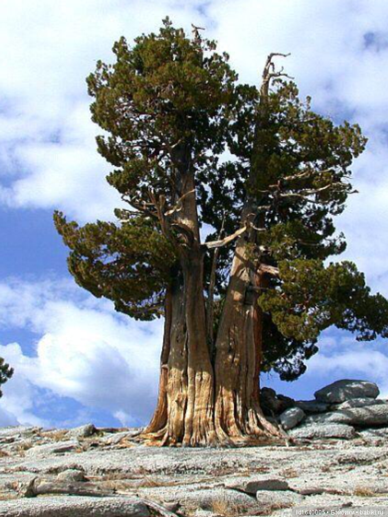 Милая сердцу Божедомка. Ч.5. Выставка "Парк янтарного периода". "Слезы Гелиад". "Янтарь и куклы"