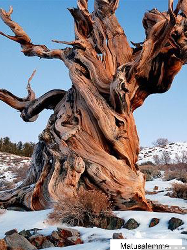 Милая сердцу Божедомка. Ч.5. Выставка "Парк янтарного периода". "Слезы Гелиад". "Янтарь и куклы"
