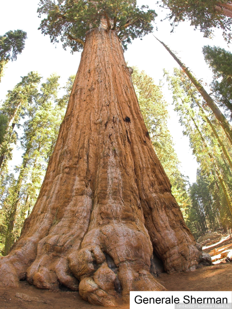 Милая сердцу Божедомка. Ч.5. Выставка "Парк янтарного периода". "Слезы Гелиад". "Янтарь и куклы"