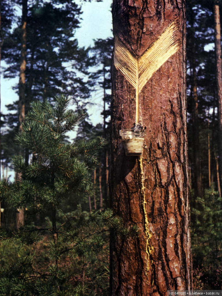 Милая сердцу Божедомка. Ч.5. Выставка "Парк янтарного периода". "Слезы Гелиад". "Янтарь и куклы"