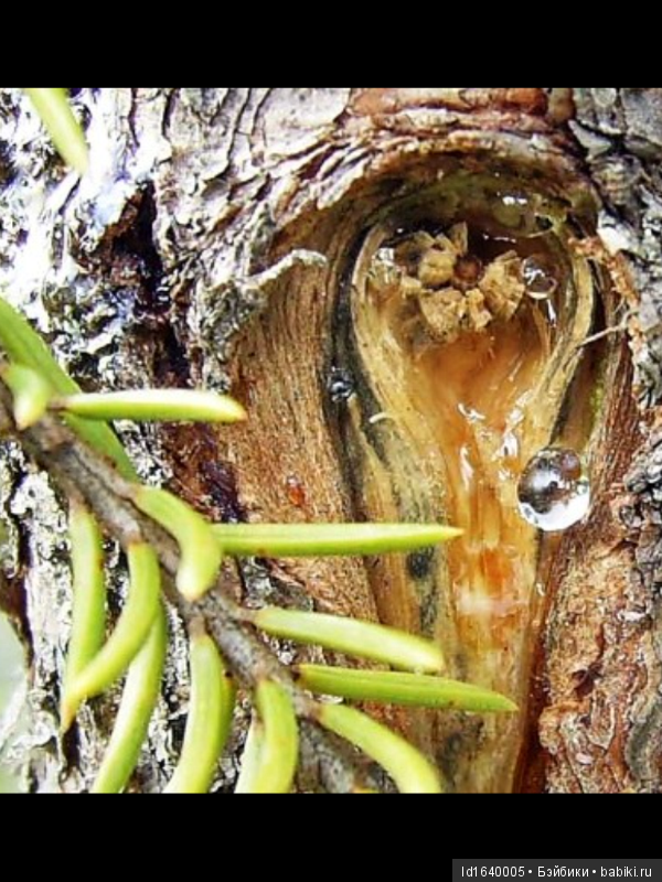 Милая сердцу Божедомка. Ч.5. Выставка "Парк янтарного периода". "Слезы Гелиад". "Янтарь и куклы"
