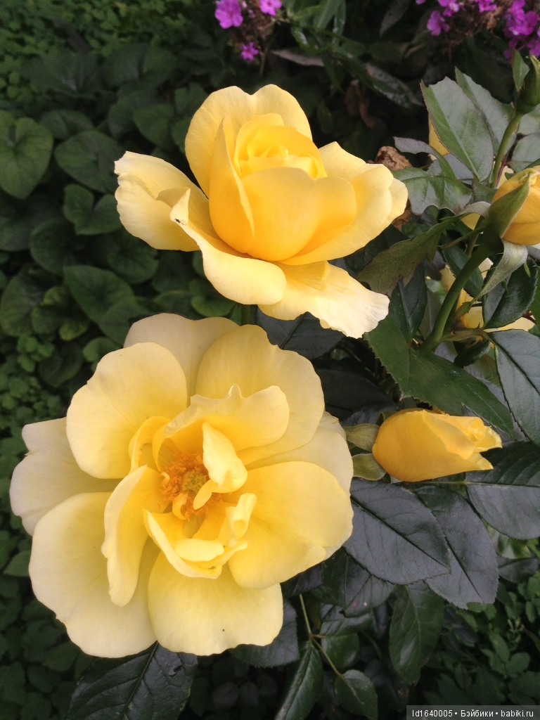 Международному Дню Отца (17 июня) посвящается. "Самый счастливый день." Рассказ (фото 2)