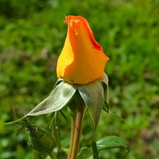 Международному Дню Отца (17 июня) посвящается. "Самый счастливый день." Рассказ.