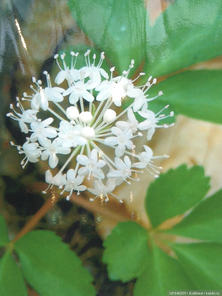 Аптекарский огород сегодня. ч.5. Грибной фестиваль
