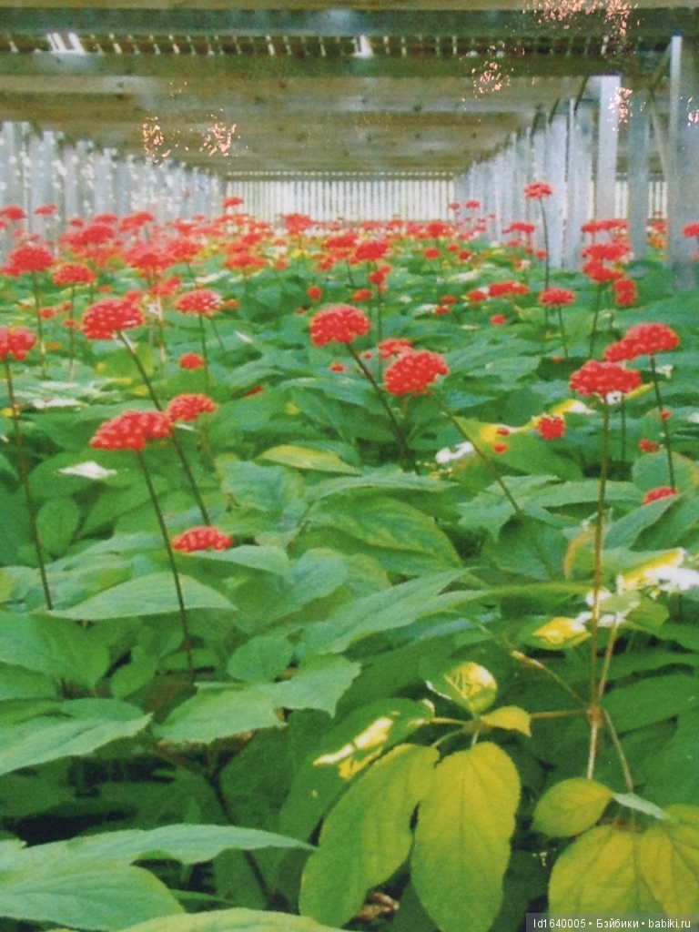 Аптекарский огород сегодня. ч.5. Грибной фестиваль