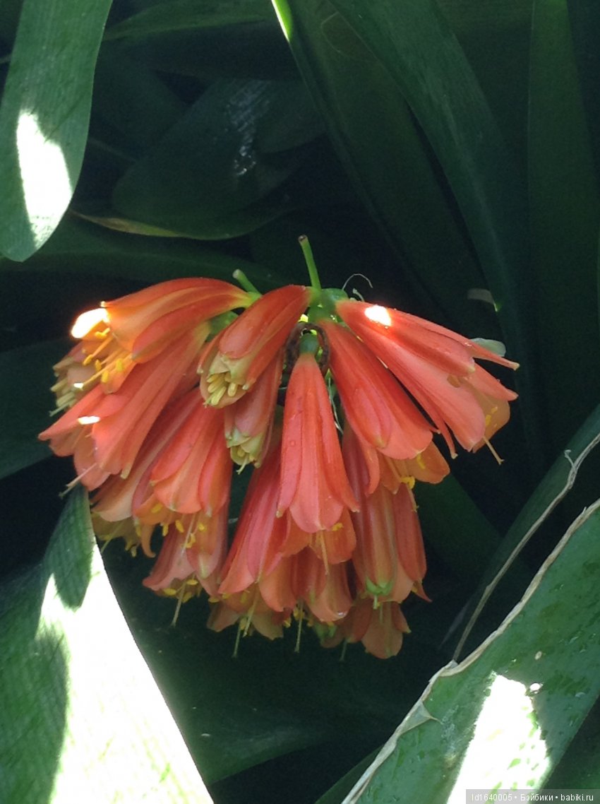 Путешествие Минуш в Испанию. Каталония. Ч.3. Райские сады